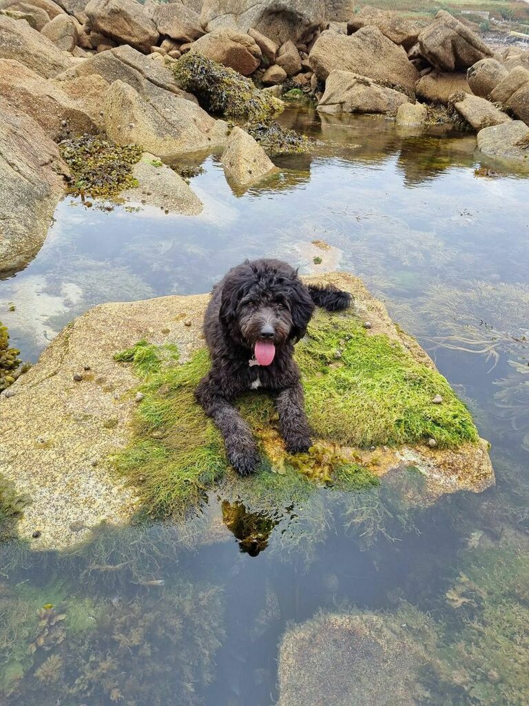 dog